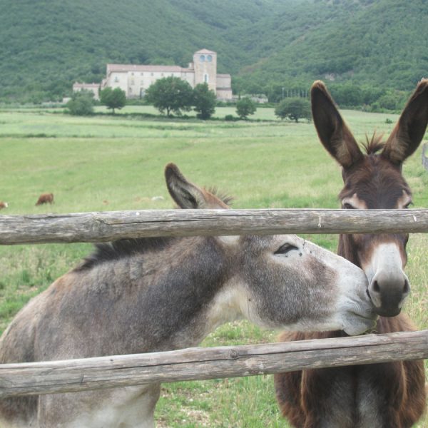 Agriturismo San Pastore