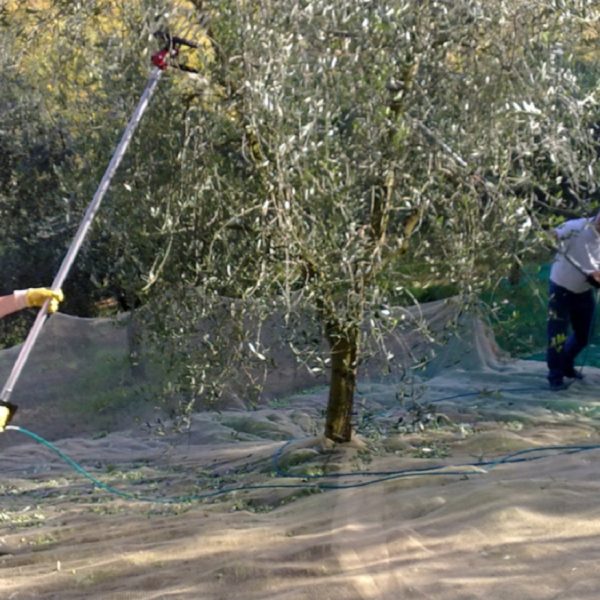 Azienda agricola Santa Giusta