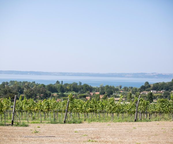 Cantine Capitani